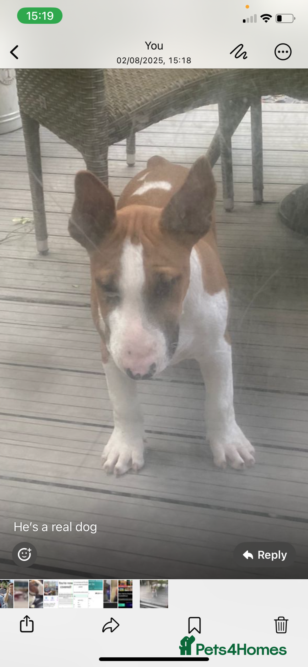 English Bull Terrier dogs for sale: 7 month old English bull terrier  - Image 3