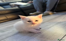 Mixed Breed cats for sale: cross breed Scottish fold cross main coon  - Image 18