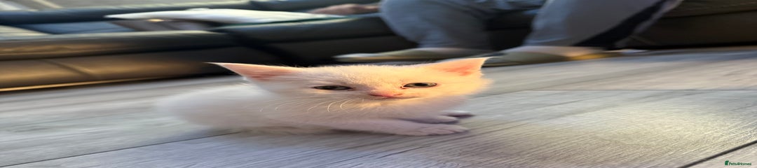 Mixed Breed Kitten 3