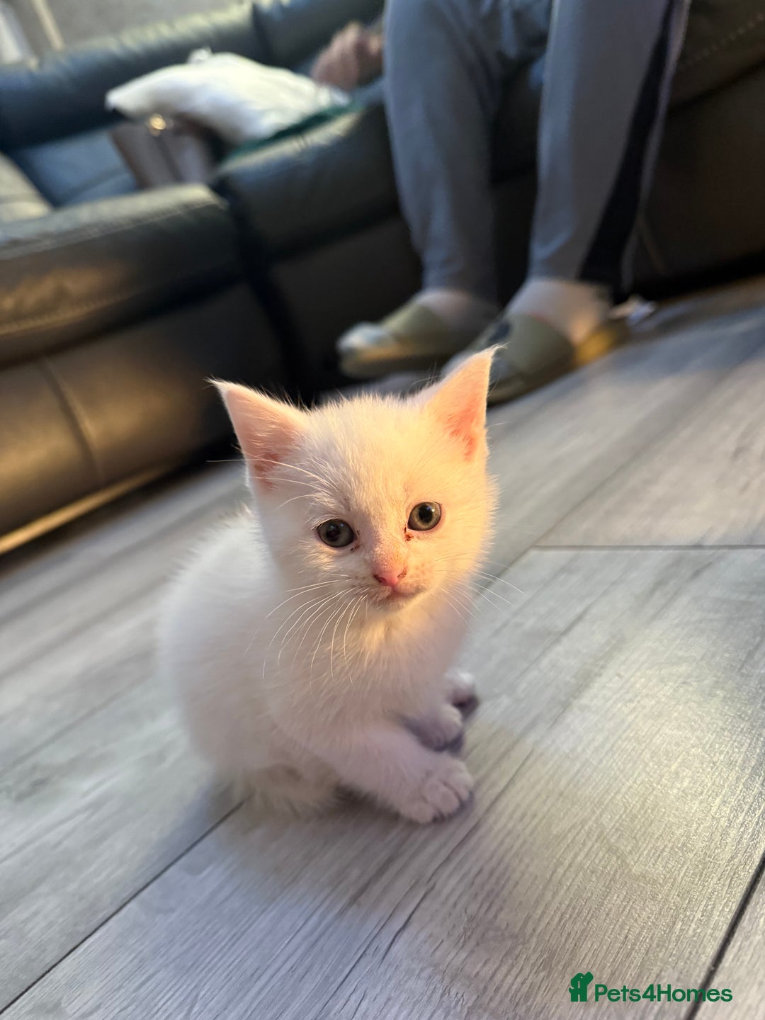 Mixed Breed cats for sale: cross breed Scottish fold cross main coon  - Image 18