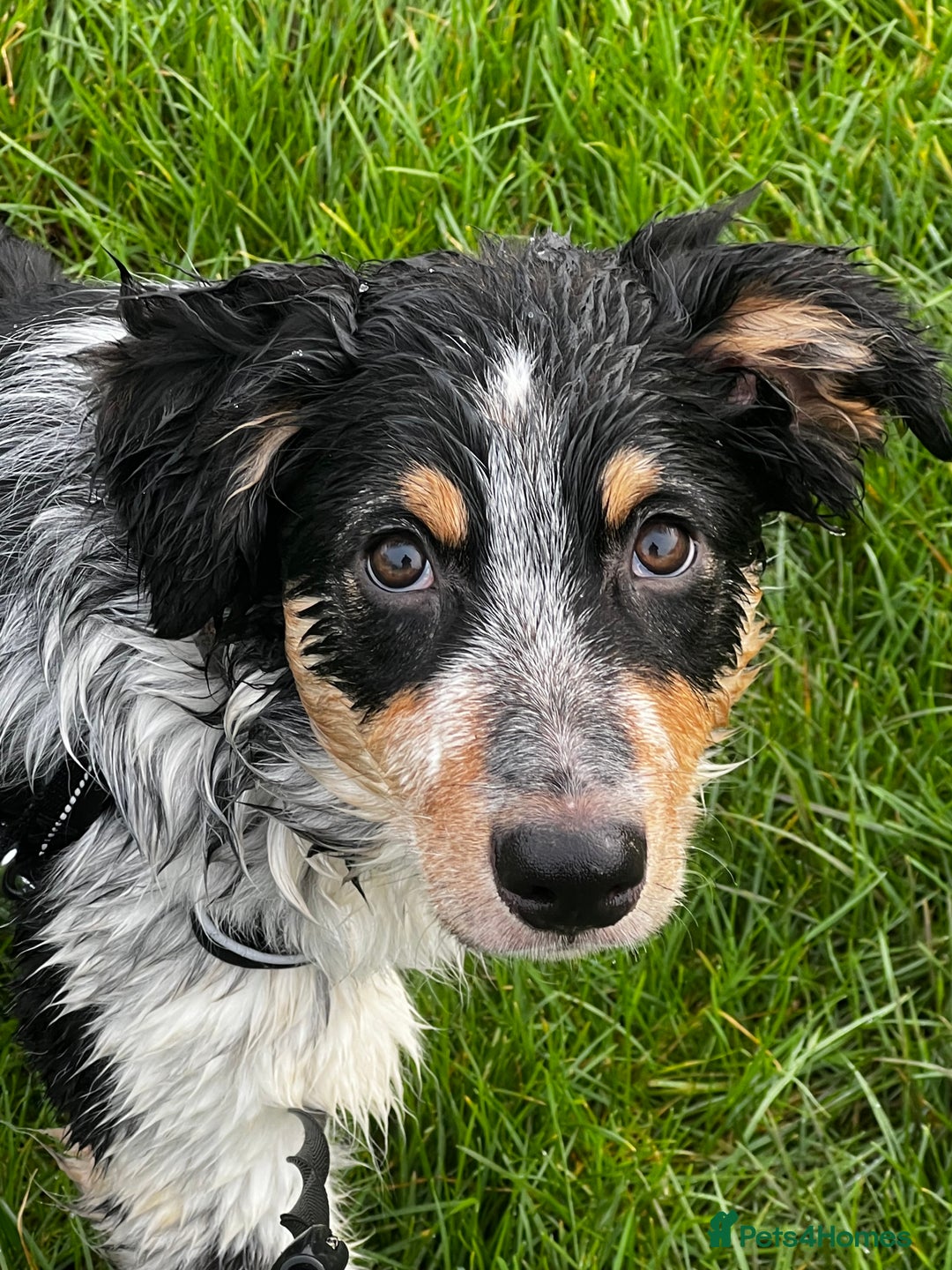 Mixed Breed dogs for sale: Jynx 1Yr4mnth Border Collie looking for right home - Advert 2