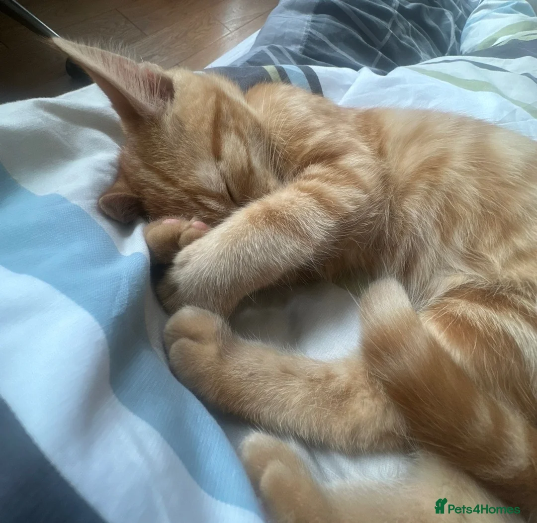 Domestic Shorthair cats for sale: Ginger Kitten for sale in Orpington - Advert 3