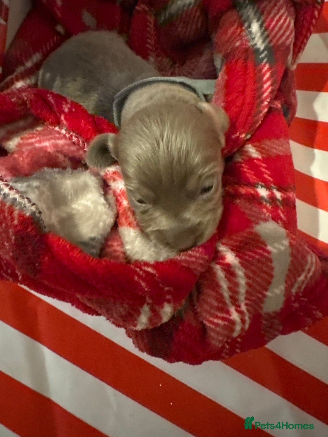 Chiweenie dogs for sale: Cheweenie - Image 27