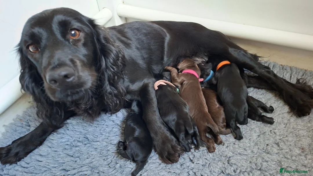Cocker Spaniel dogs for sale: Cocker spaniel puppies  - Advert 9