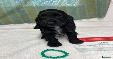 Cocker Spaniel dogs - Advert 1