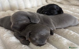 Miniature Dachshund dogs for sale: Stunning miniature dachshunds - Image 5