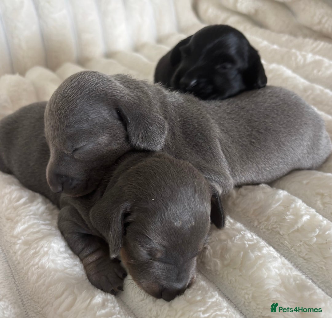Miniature Dachshund dogs for sale: Stunning miniature dachshunds - Image 5