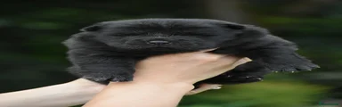 Black female 