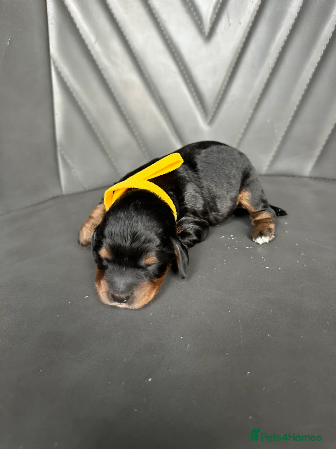 Cockapoo dogs for sale: 🌟 Stunning F1 Cockapoo Puppies 🌟  - Advert 15