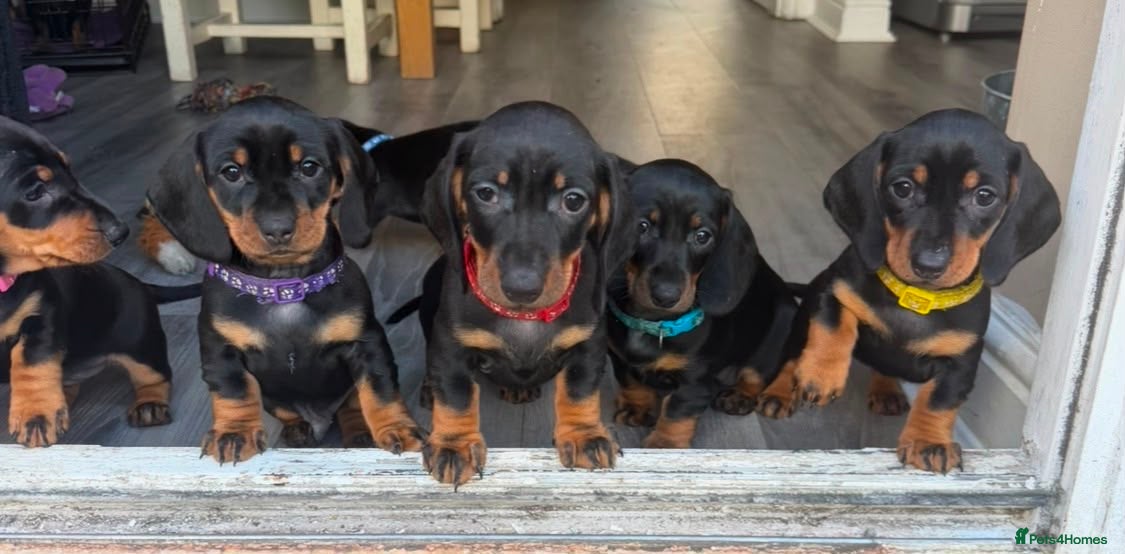 Dachshund dogs Black & Tan Standard Smooth Dachshund Puppies - Advert 1