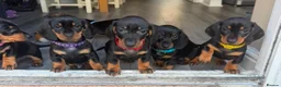 Dachshund dogs for sale: Black & Tan Standard Smooth Dachshund Puppies - Advert 1