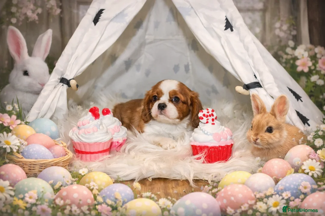 Cavalier King Charles Spaniel dogs for sale: Beautiful Cavalier Puppies available 😍  - Advert 10