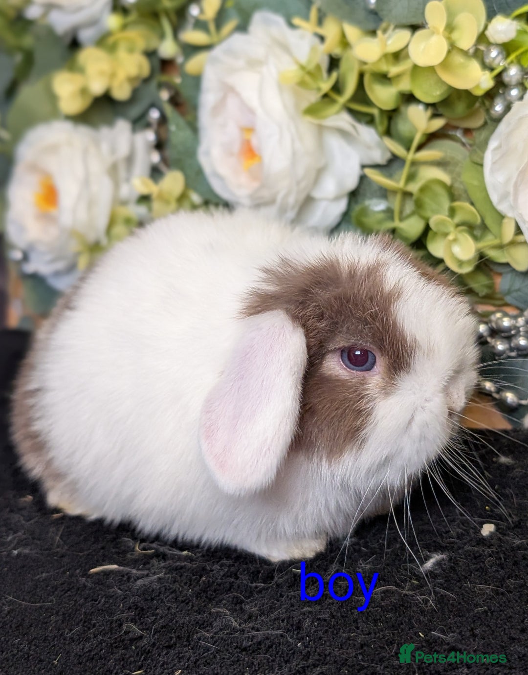 Mini Lop rabbits for sale: ❤️Stunning mini lop babies❤️ - Advert 30