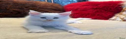 Maine Coon cats for sale: 🐾 beautiful maine coon kittens  - Advert 21