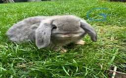 Mini Lop rabbits for sale: Mini Lop Rabbits For Sale  - Image 4