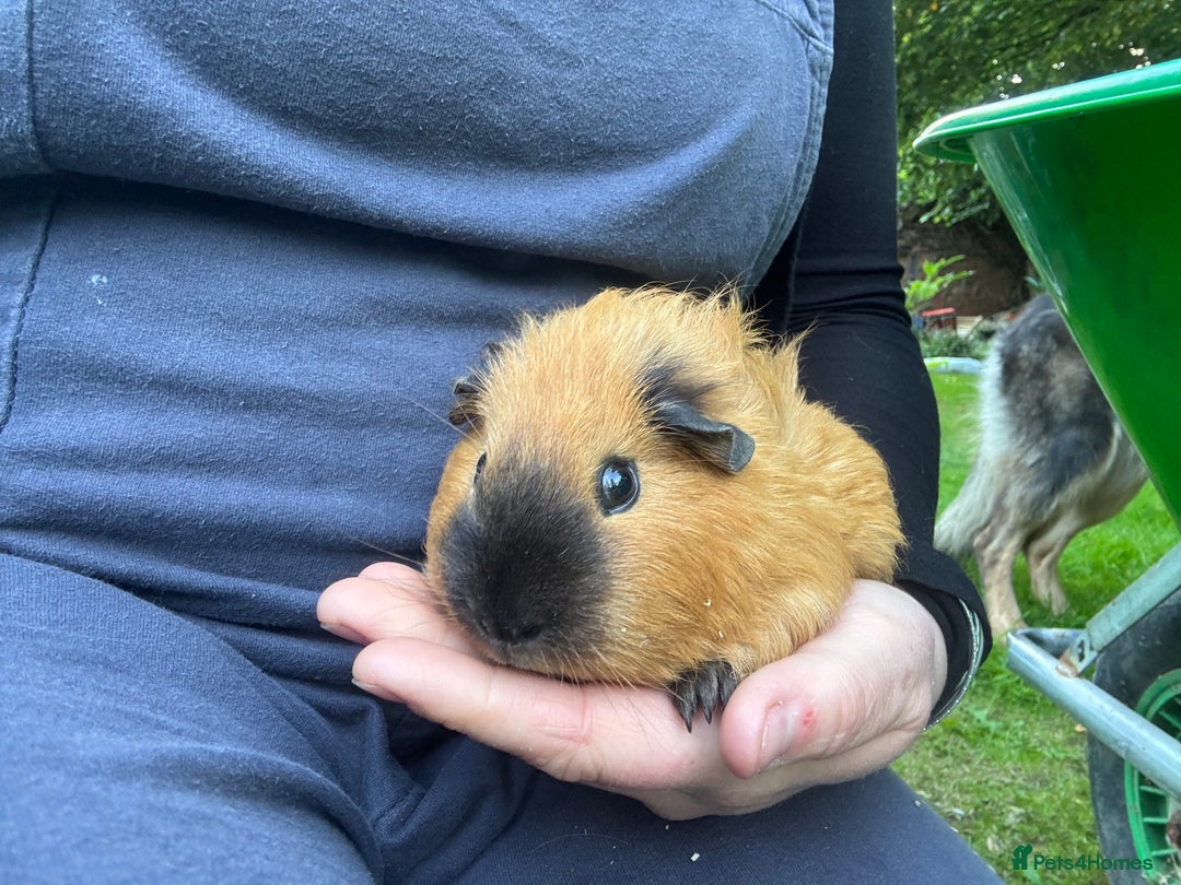 Guinea Pig rodents for sale: Californian x Guinea pigs in Whitland - Image 5