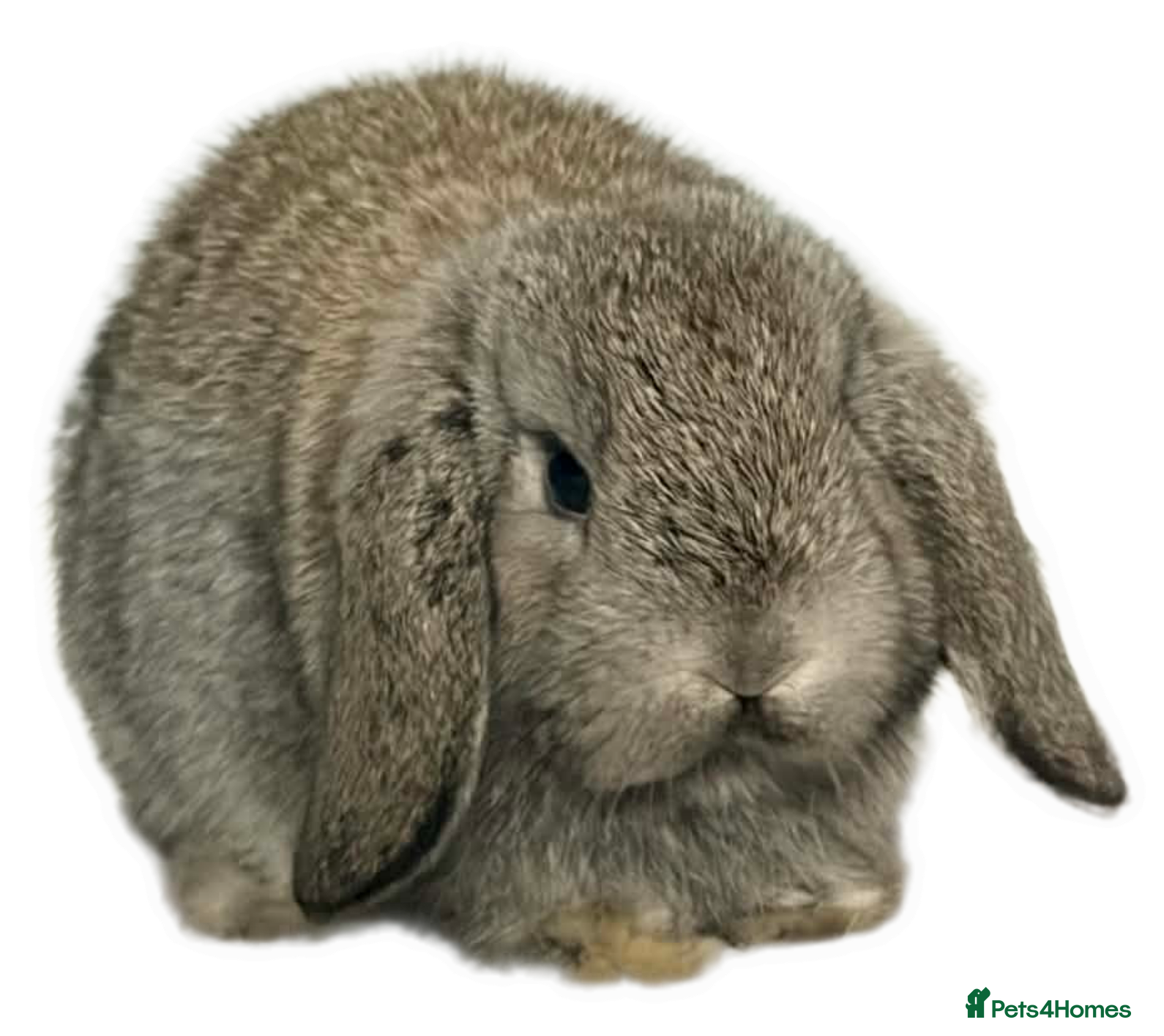 Mini Lop rabbits Mini lops - Advert 9