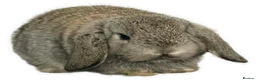 Mini Lop rabbits for sale: Mini lops - Advert 1