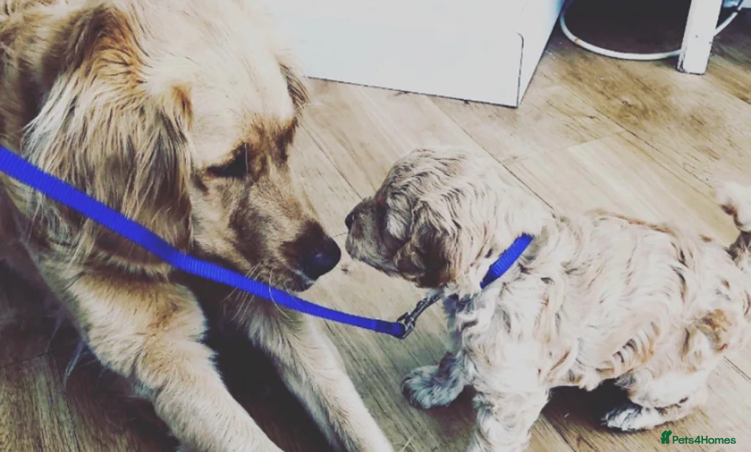 Mini Goldendoodle dogs for stud: Mini Doodle Stud: Multi-Gen, Health Tested, Proven - Advert 10