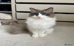 Ragdoll cats for sale: 🎀 Purebred European Ragdoll kittens 🎀  - Image 6