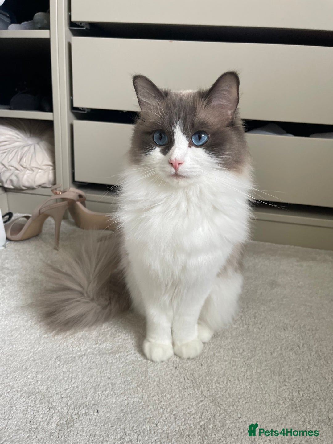Ragdoll cats for sale: 🎀 Purebred European Ragdoll kittens 🎀  - Image 6