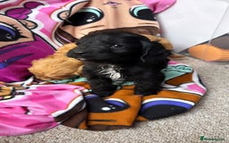 Cockapoo dogs for sale: F1 Cockapoo puppies - Advert 3