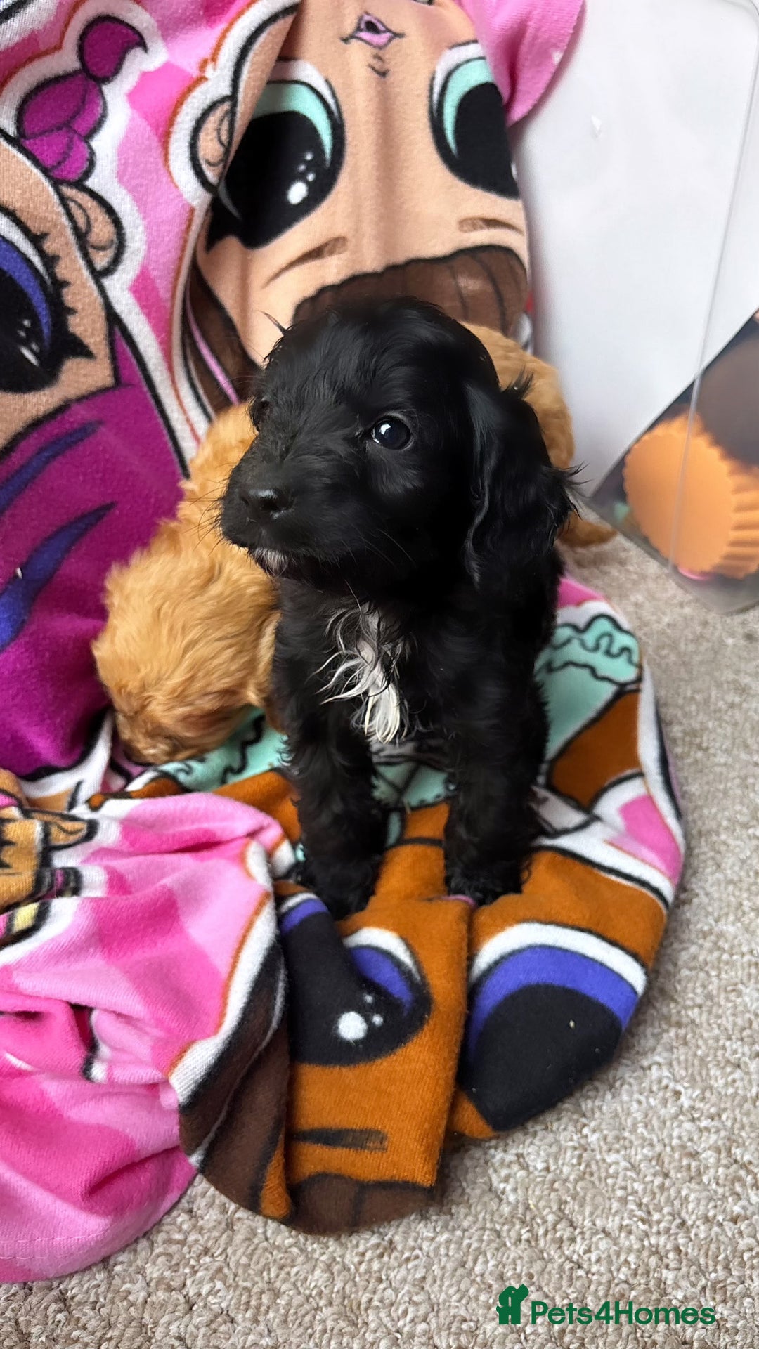 Cockapoo dogs for sale: F1 Cockapoo puppies - Advert 3