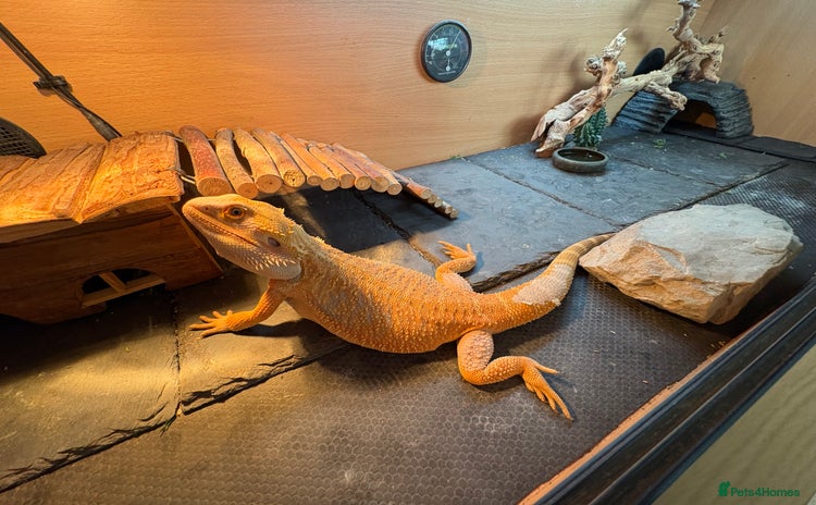 Bearded Dragon reptiles - Advert 7