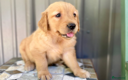 Golden Retriever dogs for sale: Beautiful Golden Retriever Puppies – Family Raised - Image 24