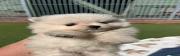 Pomeranian dogs for sale: Stunning Pomeranian puppys - Advert 7