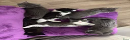 Maine Coon cats for sale: Maine coon x kittens  in Bradford - Advert 2