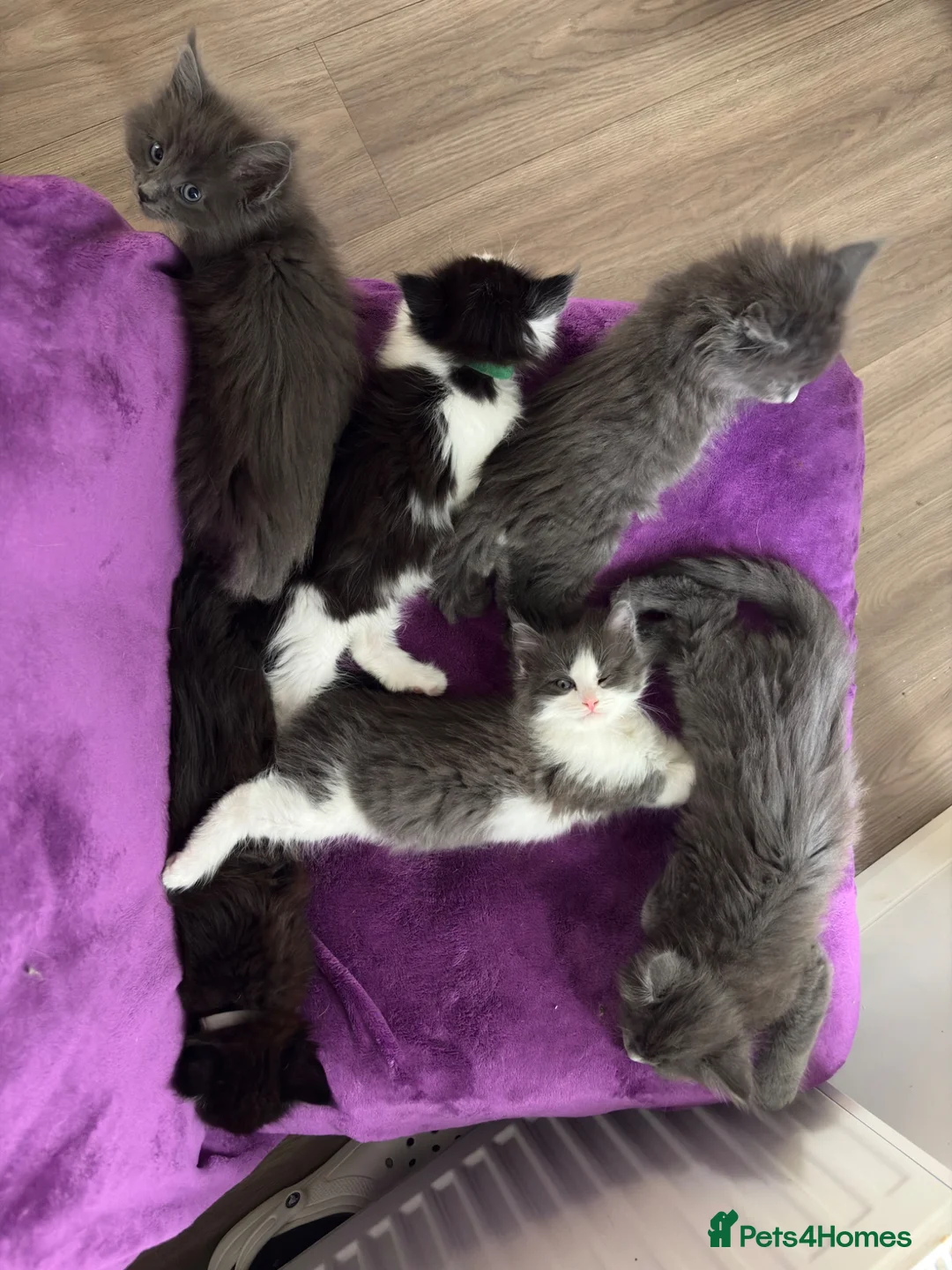 Maine Coon cats for sale: Maine coon x kittens  in Bradford - Advert 2