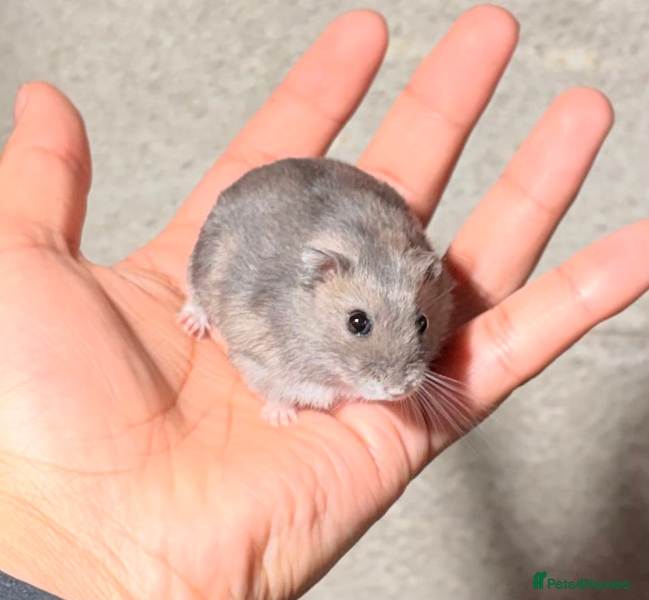 Hamster rodents OLDER STUNNING TAME PEDIGREE HAMSTERS - Advert 5