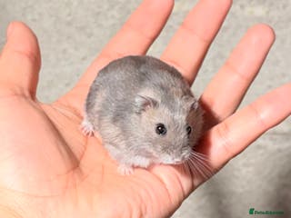 Hamster rodents OLDER STUNNING TAME PEDIGREE HAMSTERS - Advert 5