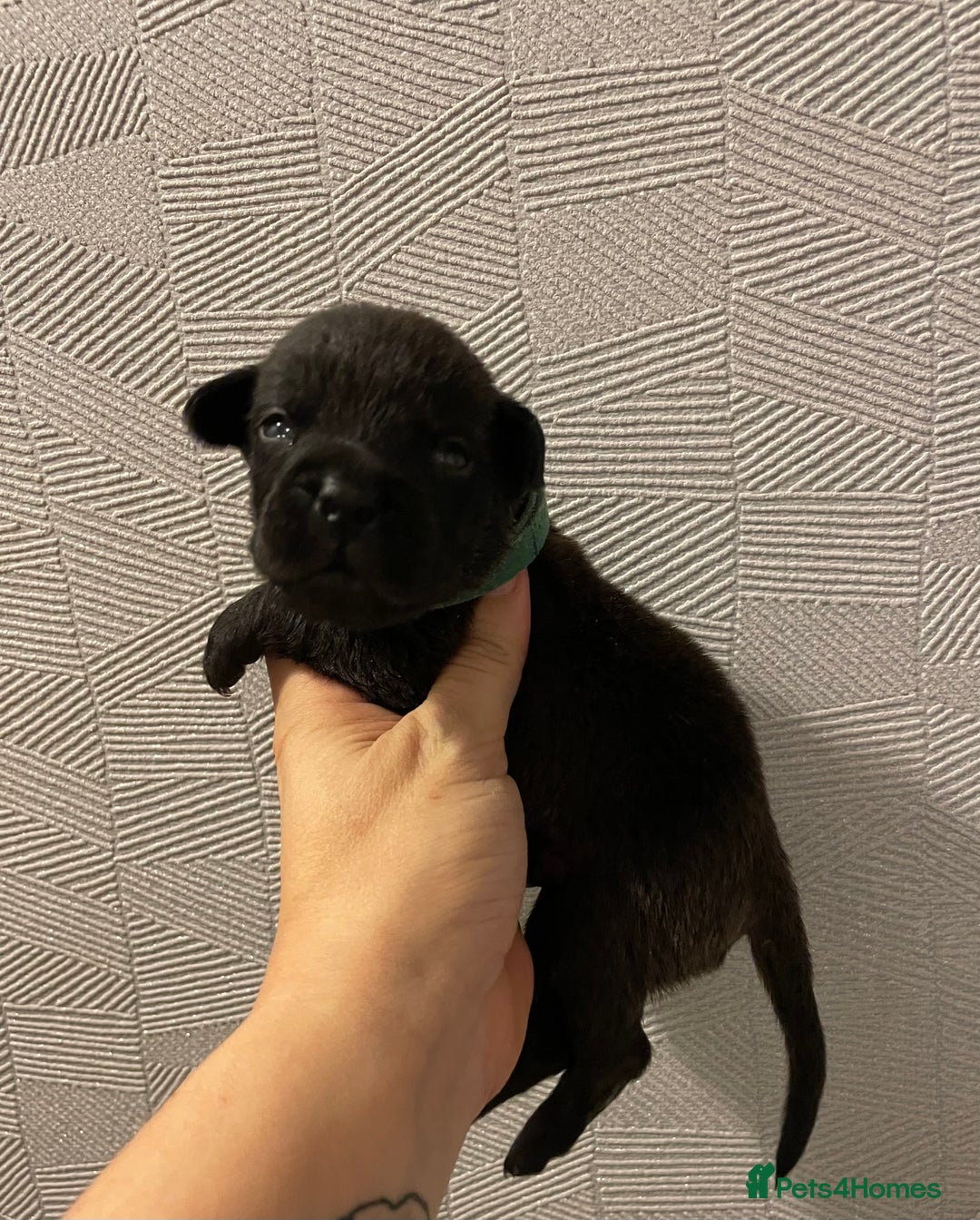 Mixed Breed dogs for sale: READY FOR THERE FOREVER HOMES 1 GIRL & - BOY  - Advert 19