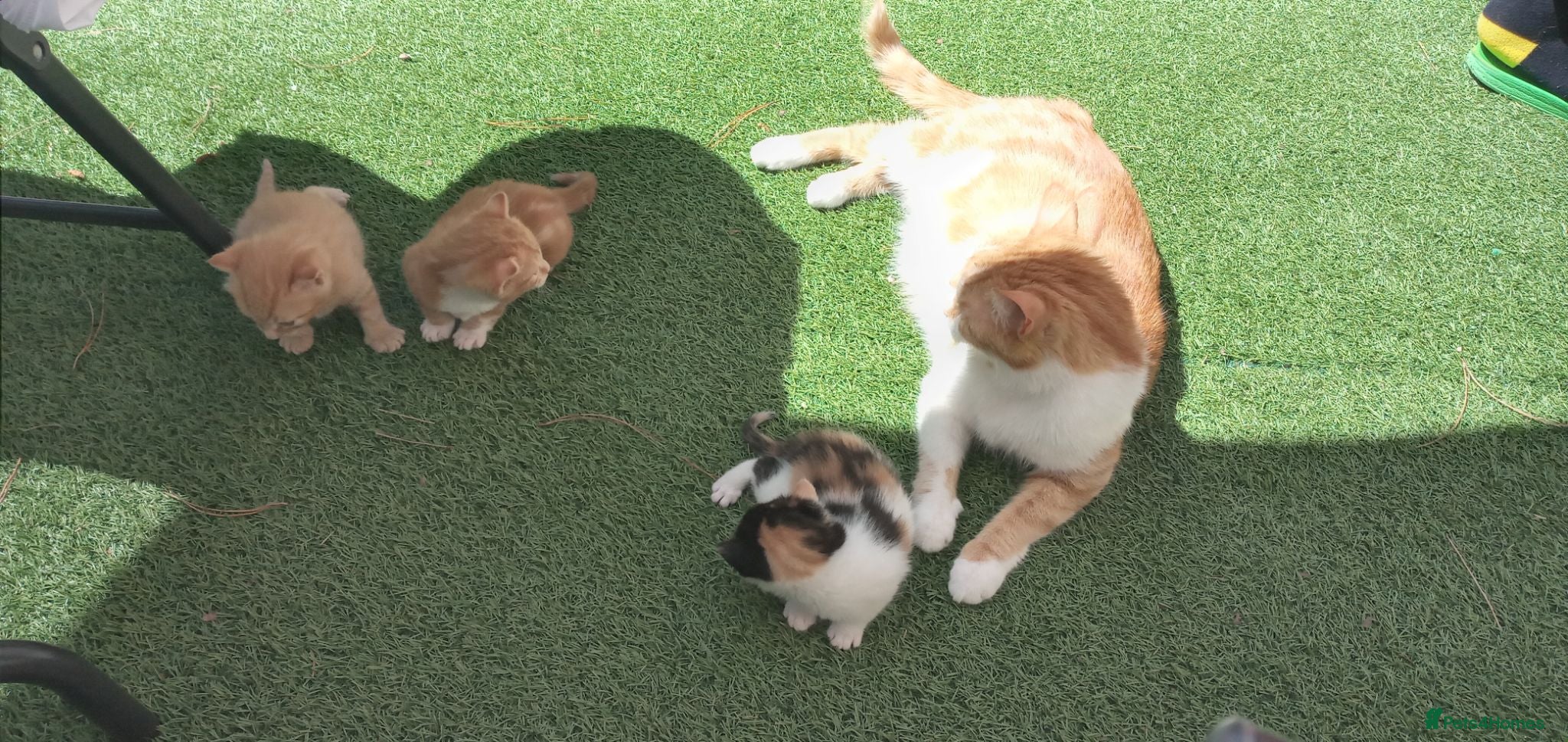 Mixed Breed cats 2 gorgeous kittens looking for their forever home  - Advert 2