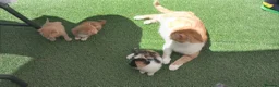 Mixed Breed cats for sale: 2 gorgeous kittens looking for their forever home  - Advert 1