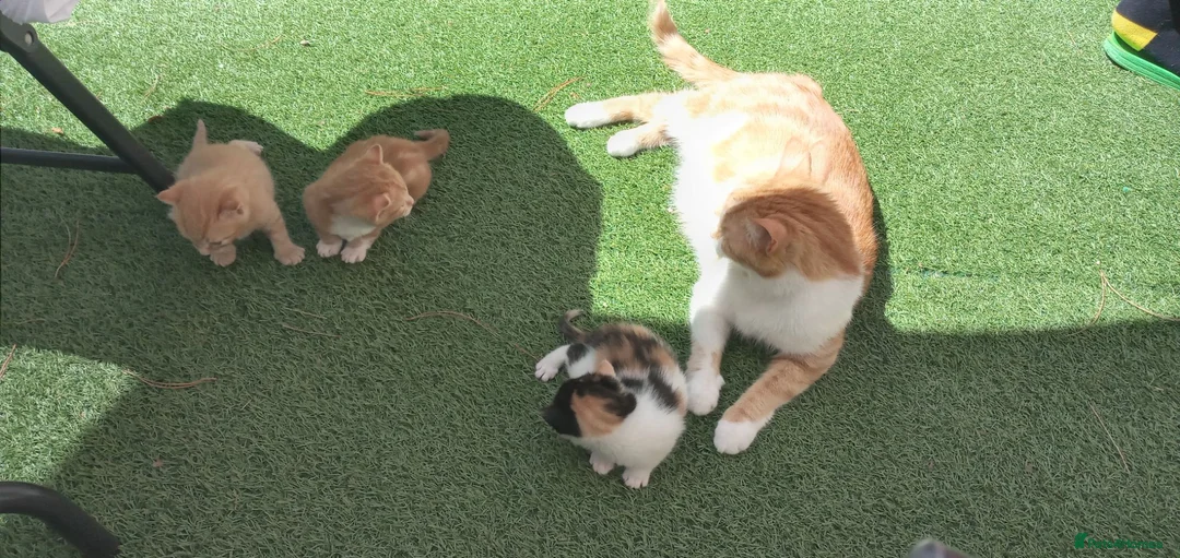 Mixed Breed cats for sale: 2 gorgeous kittens looking for their forever home  - Advert 1