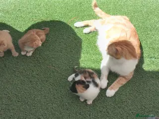 Mixed Breed cats 2 gorgeous kittens looking for their forever home - Advert 4