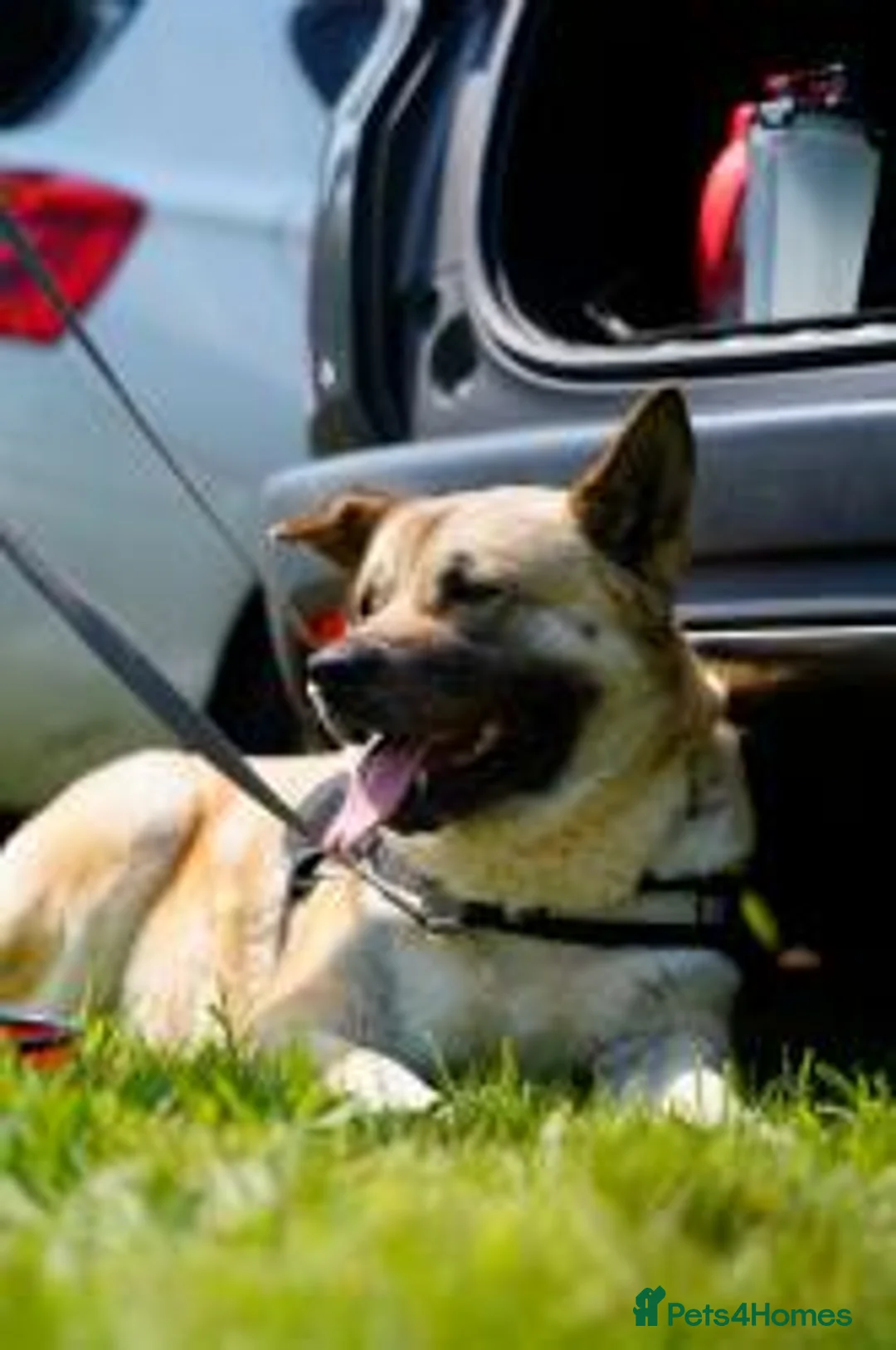 Akita dogs for adoption: Missy in Worksop - Advert 5