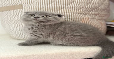 Scottish Fold cats - Advert 1