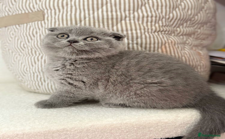 Scottish Fold cats - Advert 1