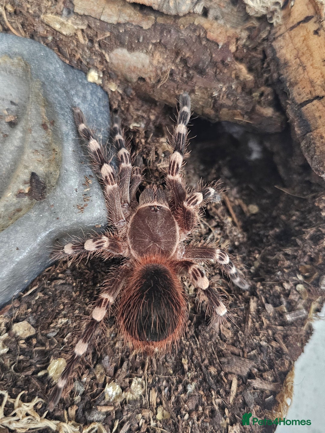 Tarantulas invertebrates for sale: Tarantulas  - Advert 2