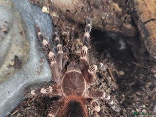 Tarantulas invertebrates Tarantula rehome - Advert 4