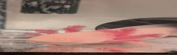 Axolotl reptiles for sale: Leucistic Axolotl - Advert 3