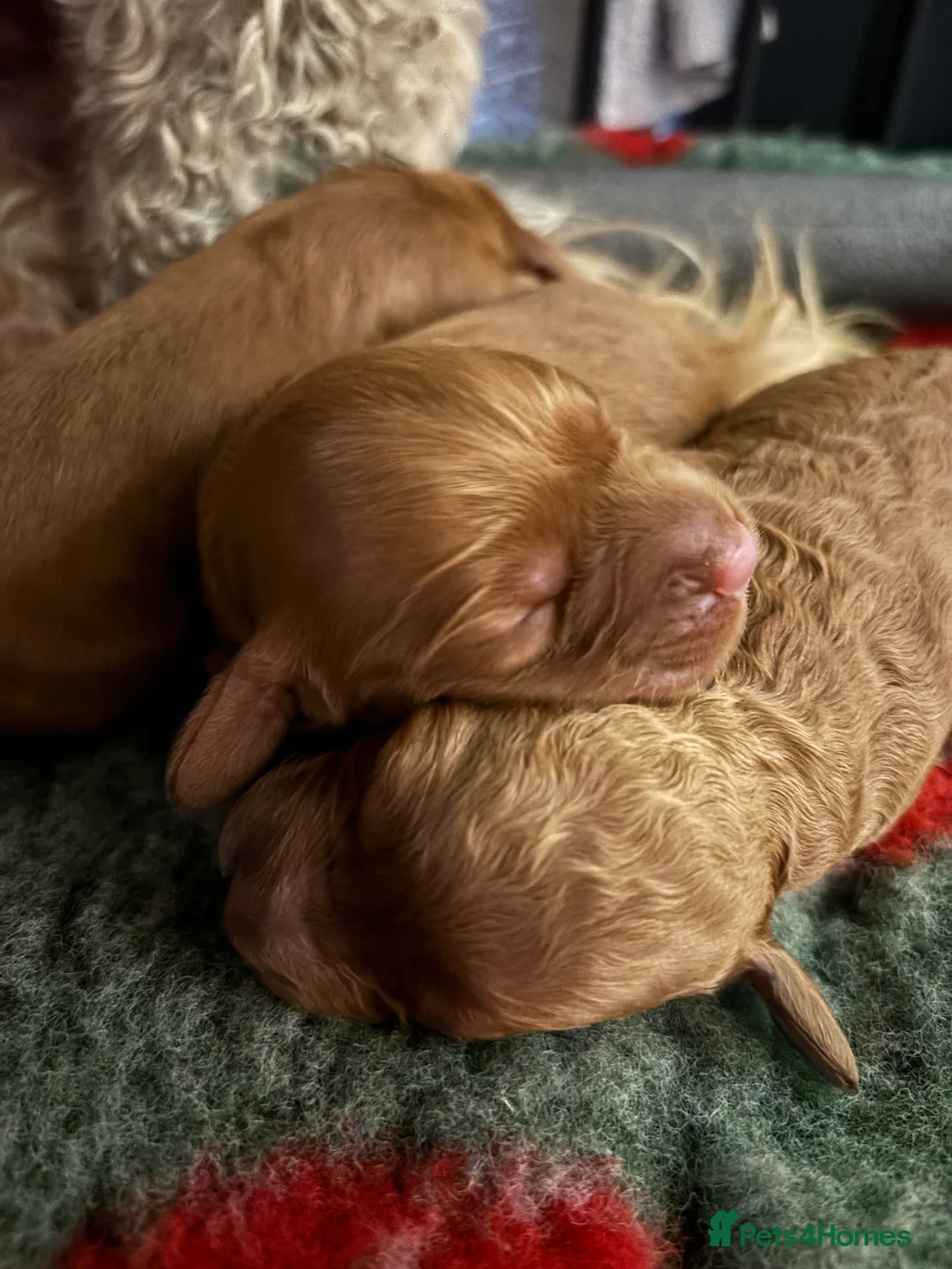 Cockapoo dogs for sale: 🐾Cockapoo Puppies Available for Loving Homes🐾 - Advert 3