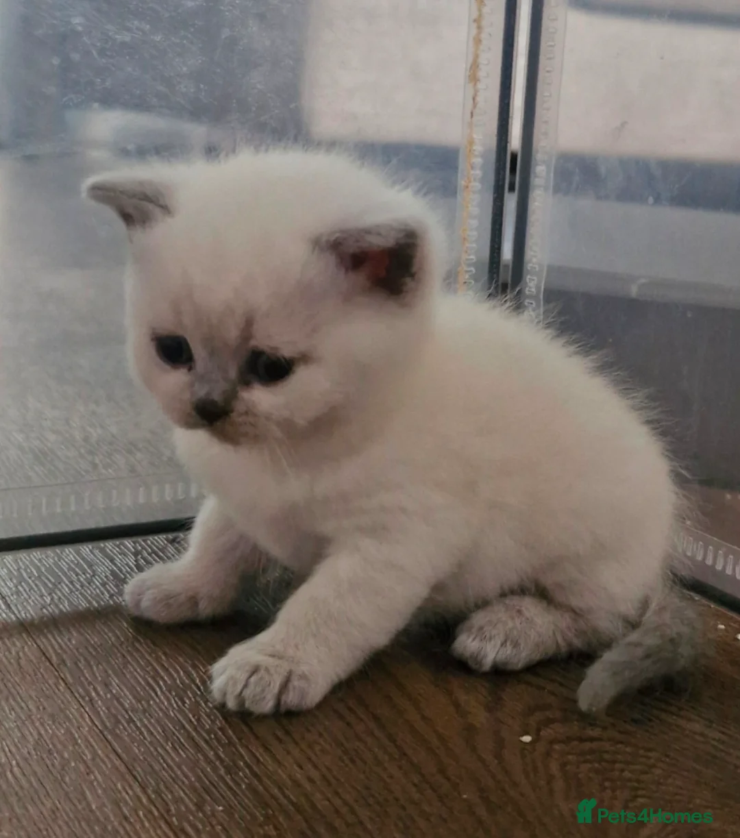 British Shorthair cats for sale: GCCF registered British shorthair and longhair - Advert 1