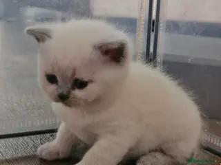 British Shorthair cats GCCF registered British shorthair and longhair - Advert 2