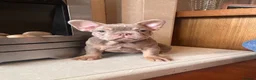 French Bulldog dogs for sale: French bull dog puppies in Manchester - Advert 14