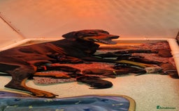 Dobermann dogs for sale: Top line doberman puppies - Image 1